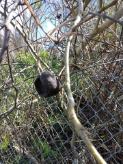 Enterolobium contortisiliquum