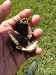 Enterolobium contortisiliquum