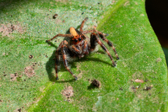 Megafreya sutrix