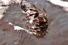 Megafreya sutrix