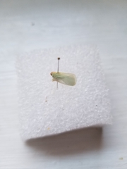 Ormenaria rufifascia