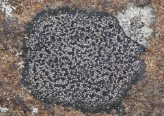 Rhizocarpon distinctum