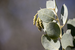 Arctostaphylos viscida mariposa