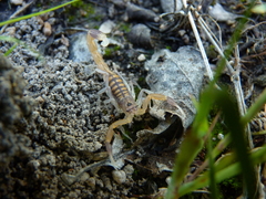 Uroplectes planimanus