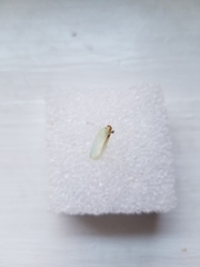 Ormenaria rufifascia