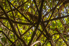 Heliosciurus gambianus
