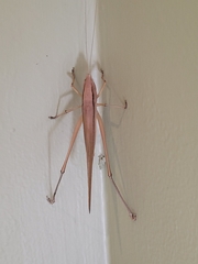 Neoconocephalus triops