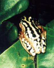 Hyperolius marmoratus marmoratus