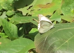 Appias libythea olferna