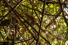 Heliosciurus gambianus