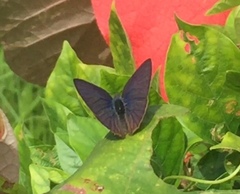 Anthene emolus goberus