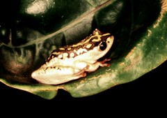 Hyperolius marmoratus marmoratus