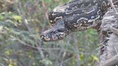 Boa constrictor occidentalis