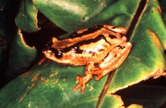 Hyperolius marmoratus marmoratus