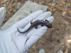Ambystoma jeffersonianum
