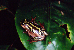 Hyperolius marmoratus marmoratus