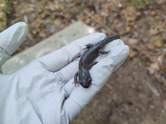 Ambystoma jeffersonianum
