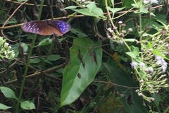 Euploea mulciber mulciber
