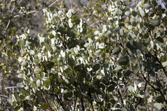 Arctostaphylos viscida mariposa