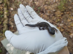 Ambystoma jeffersonianum