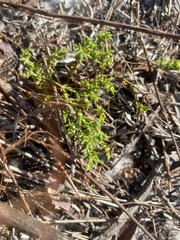 Paronychia chartacea
