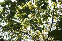 Broussonetia papyrifera