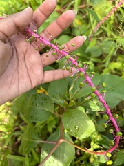 Phytolacca rivinoides