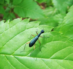 Neocollyris