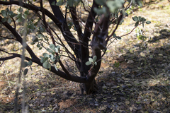 Arctostaphylos viscida mariposa