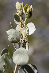 Arctostaphylos viscida mariposa