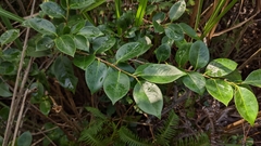 Vaccinium bracteatum wrightii