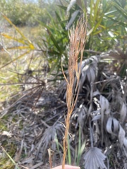 Andropogon capillipes
