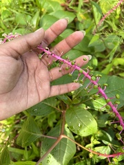 Phytolacca rivinoides