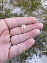 Syngonanthus flavidulus