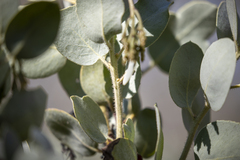 Arctostaphylos viscida mariposa
