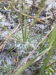 Syngonanthus flavidulus