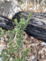 Conradina brevifolia