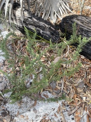 Conradina brevifolia
