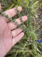 Conradina brevifolia