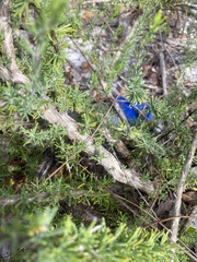 Conradina brevifolia