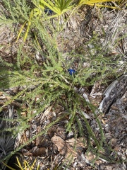 Conradina brevifolia