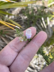 Conradina brevifolia