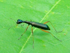 Neocollyris