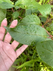 Phytolacca rivinoides