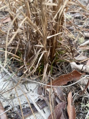 Schizachyrium niveum