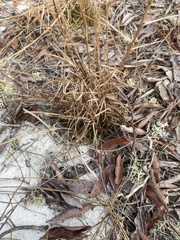 Schizachyrium niveum