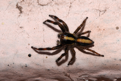 Megafreya sutrix