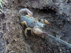 Opistophthalmus
