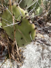 Opuntia austrina