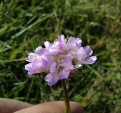 Armeria maritima elongata